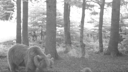 Kış uykusuna yatmayan anne bozayı, 3 yavrusuyla fotokapana yansıdı