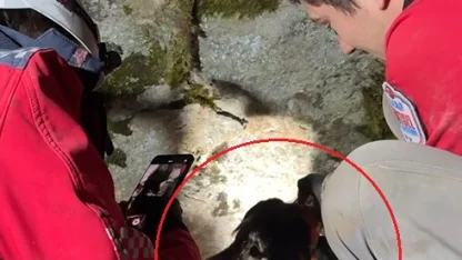 Kovaladıkları çakalın ininde mahsur kalan av köpekleri 7 saatte kurtarıldı