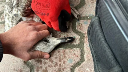 Oltaya takılan martıyı ekipler kurtardı