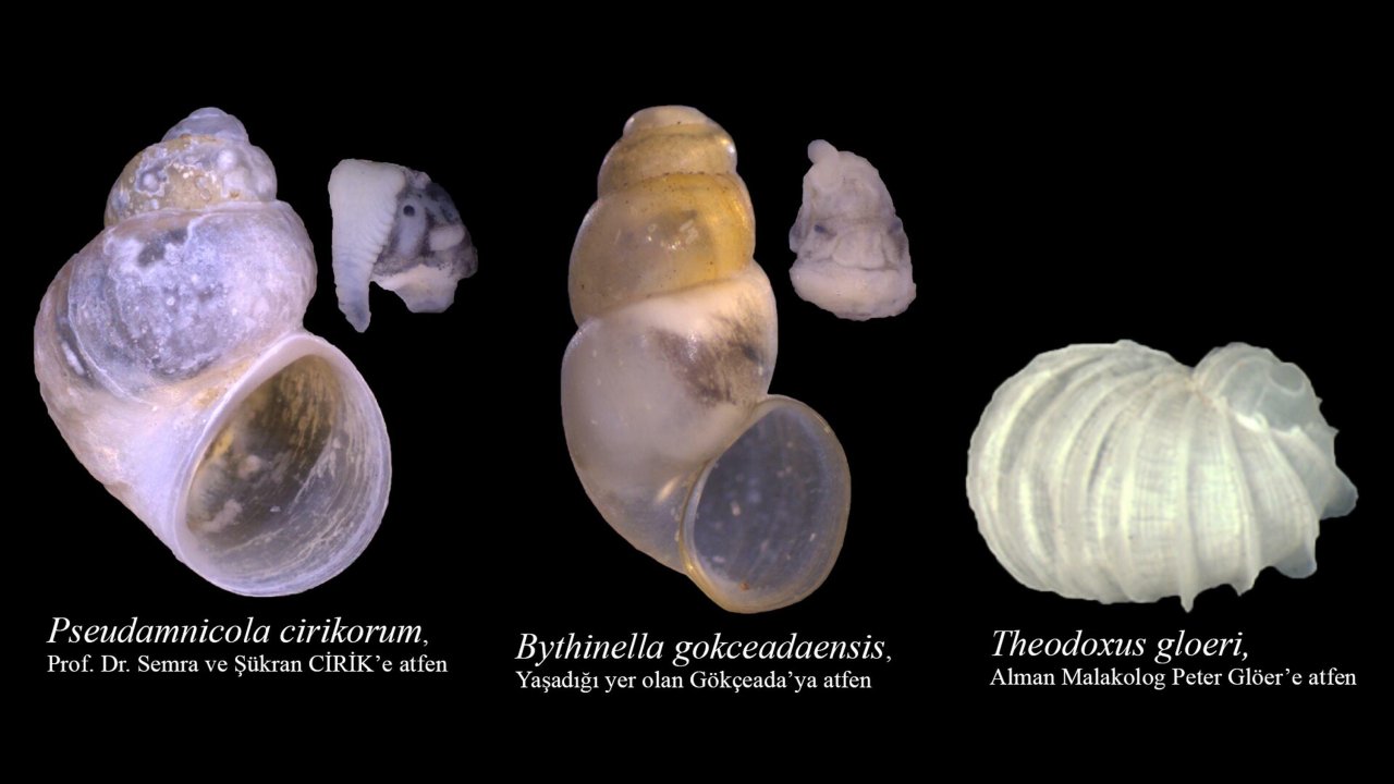 Prof. Dr. Odabaşı, 13 yılda 29 endemik türü literatüre kazandırdı