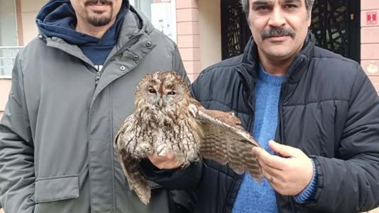 Soğuktan etkilenen baykuş bakıma alındı