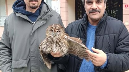 Soğuktan etkilenen baykuş bakıma alındı