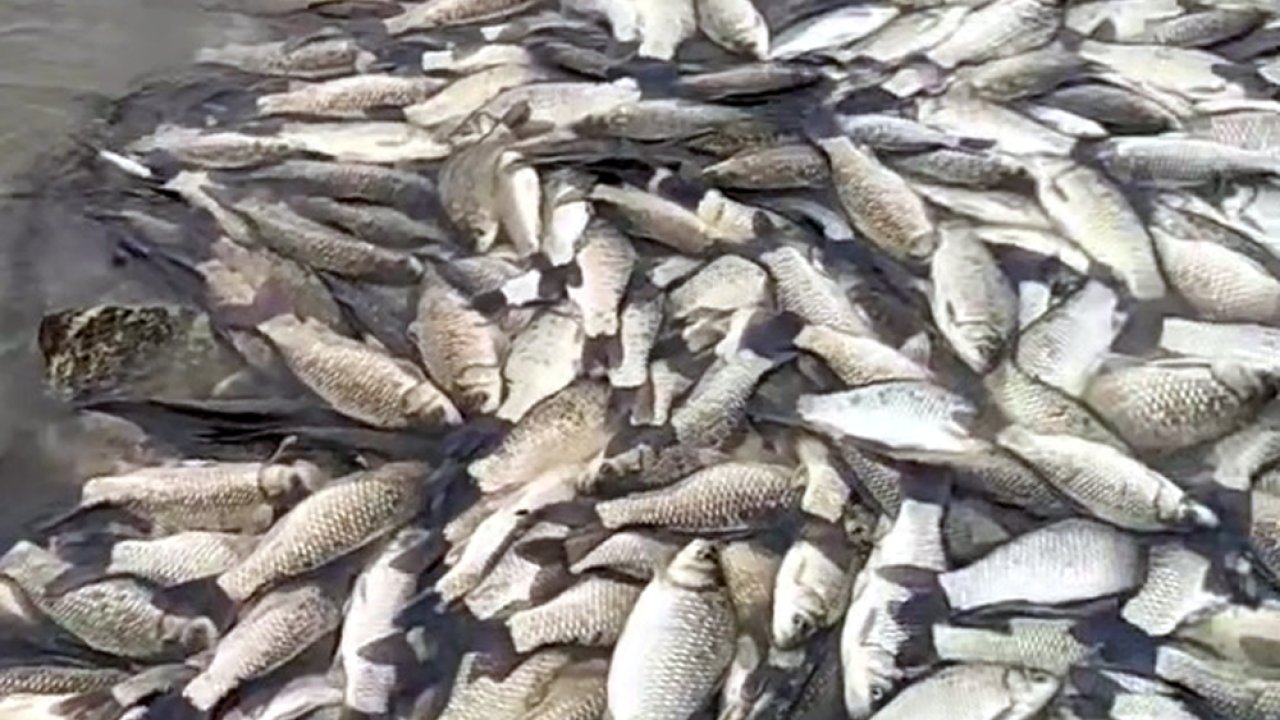 Tekirdağ’da gölette balık ölümlerine inceleme