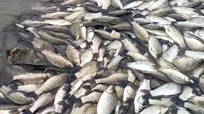 Tekirdağ’da gölette balık ölümlerine inceleme