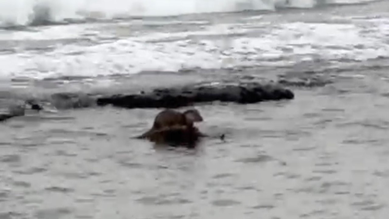 Tekirdağ'da su samuru görüntülendi