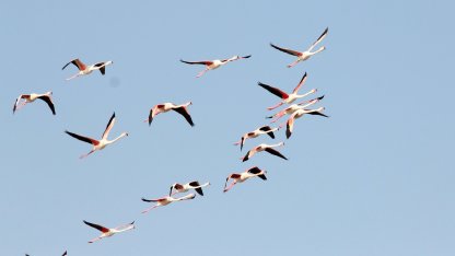 Ayvalık'ta kuş sayısı 14 bini aştı; sulak alanlar tehlikede