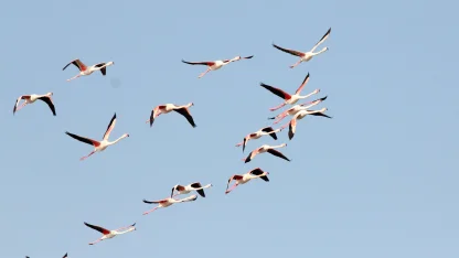 Ayvalık'ta kuş sayısı 14 bini aştı; sulak alanlar tehlikede