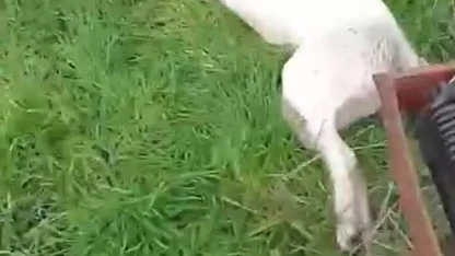 Bahçesine giren sokak köpeğini tüfekle vurup öldürdü