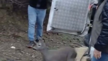 Balıkesir'de dere yatağında mahsur kalan karaca kurtarıldı