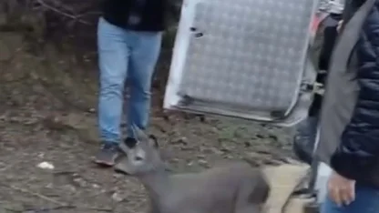 Balıkesir'de dere yatağında mahsur kalan karaca kurtarıldı