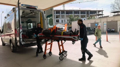 Budadığı ceviz ağacından düşüp yaralandı