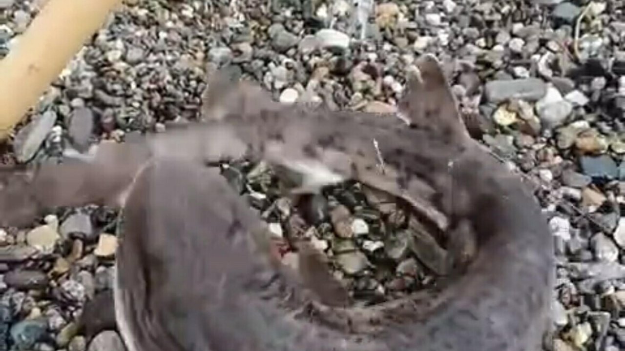 Çanakkale’de amatör balıkçıların oltasını yavru köpek balığı takıldı