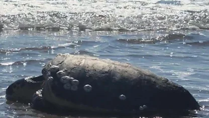 Çanakkale’de karaya vuran caretta caretta kurtarıldı