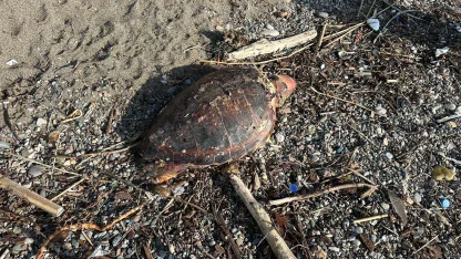 Çanakkale'de sahilde ölü caretta caretta bulundu
