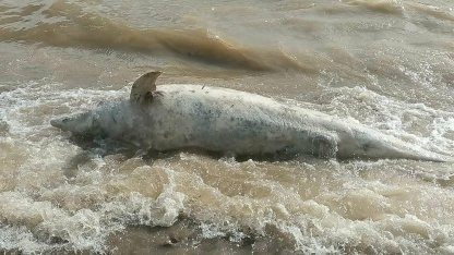 Çanakkale'de sahile ölü yunus vurdu