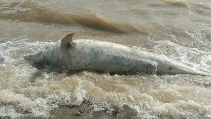 Çanakkale'de sahile ölü yunus vurdu