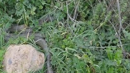 Çanakkale’de yaklaşık 2 metrelik yılan cep telefonu kamerasıyla görüntülendi