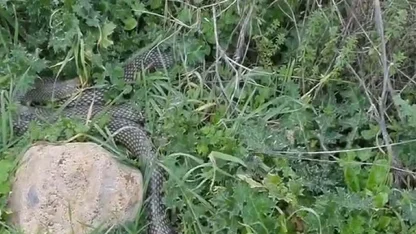 Çanakkale’de yaklaşık 2 metrelik yılan cep telefonu kamerasıyla görüntülendi