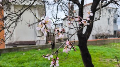 Edirne'de meyve ağaçları, şubat ayında çiçek açtı