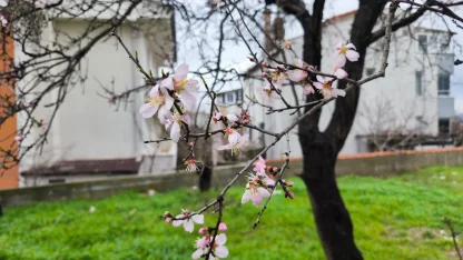 Edirne'de meyve ağaçları, şubat ayında çiçek açtı