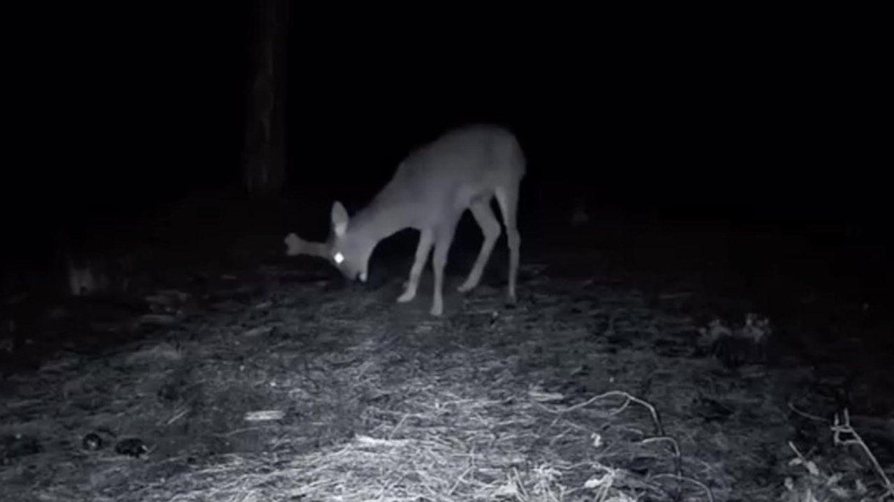 Ganos Dağı'ndaki yaban hayatı fotokapana yansıdı