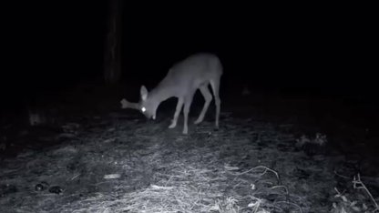 Ganos Dağı'ndaki yaban hayatı fotokapana yansıdı
