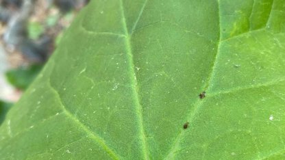 Kaz Dağları'nda yeni bir böcek türü keşfedildi