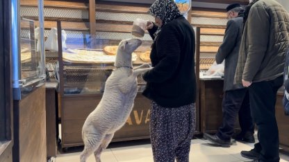 Kuzu 'Çorap', yanından ayrılmadığı sahibi ile pide sırasına giriyor