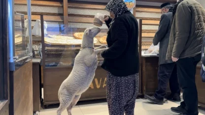 Kuzu 'Çorap', yanından ayrılmadığı sahibi ile pide sırasına giriyor