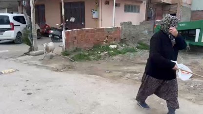 Kuzu 'Çorap', yanından ayrılmadığı sahibi ile pide sırasına giriyor/Ek fotoğraflar