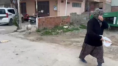 Kuzu 'Çorap', yanından ayrılmadığı sahibi ile pide sırasına giriyor/Ek fotoğraflar