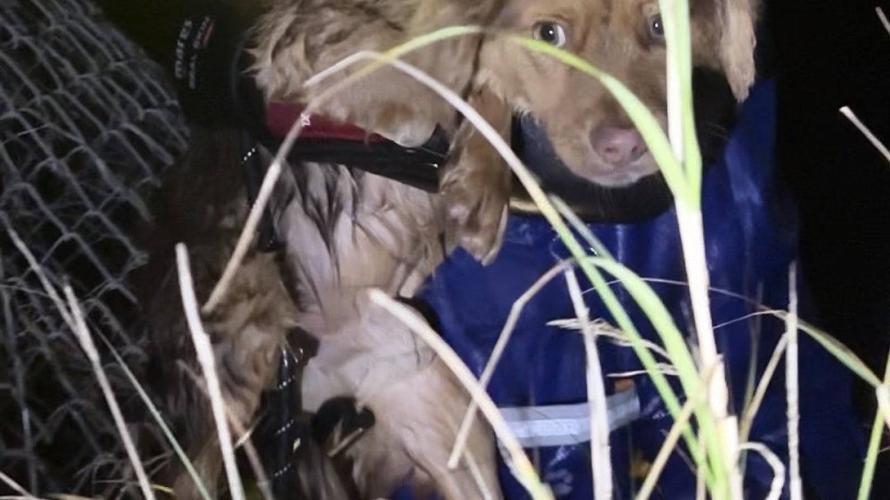 Manisa'daki selde kurtarılan 3 köpek, Bursa'da tedaviye alındı