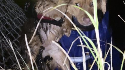 Manisa'daki selde kurtarılan 3 köpek, Bursa'da tedaviye alındı