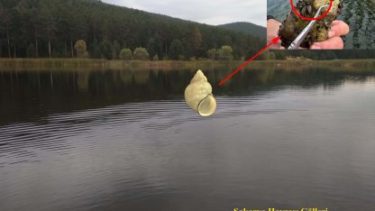 Marmara Bölgesi'nde erken kirliliğin göstergesi olan canlılar araştırılıyor