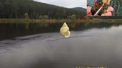 Marmara Bölgesi'nde erken kirliliğin göstergesi olan canlılar araştırılıyor