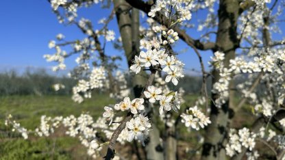 Meyve ağaçları çiçek açtı, çiftçi zirai dondan endişeli
