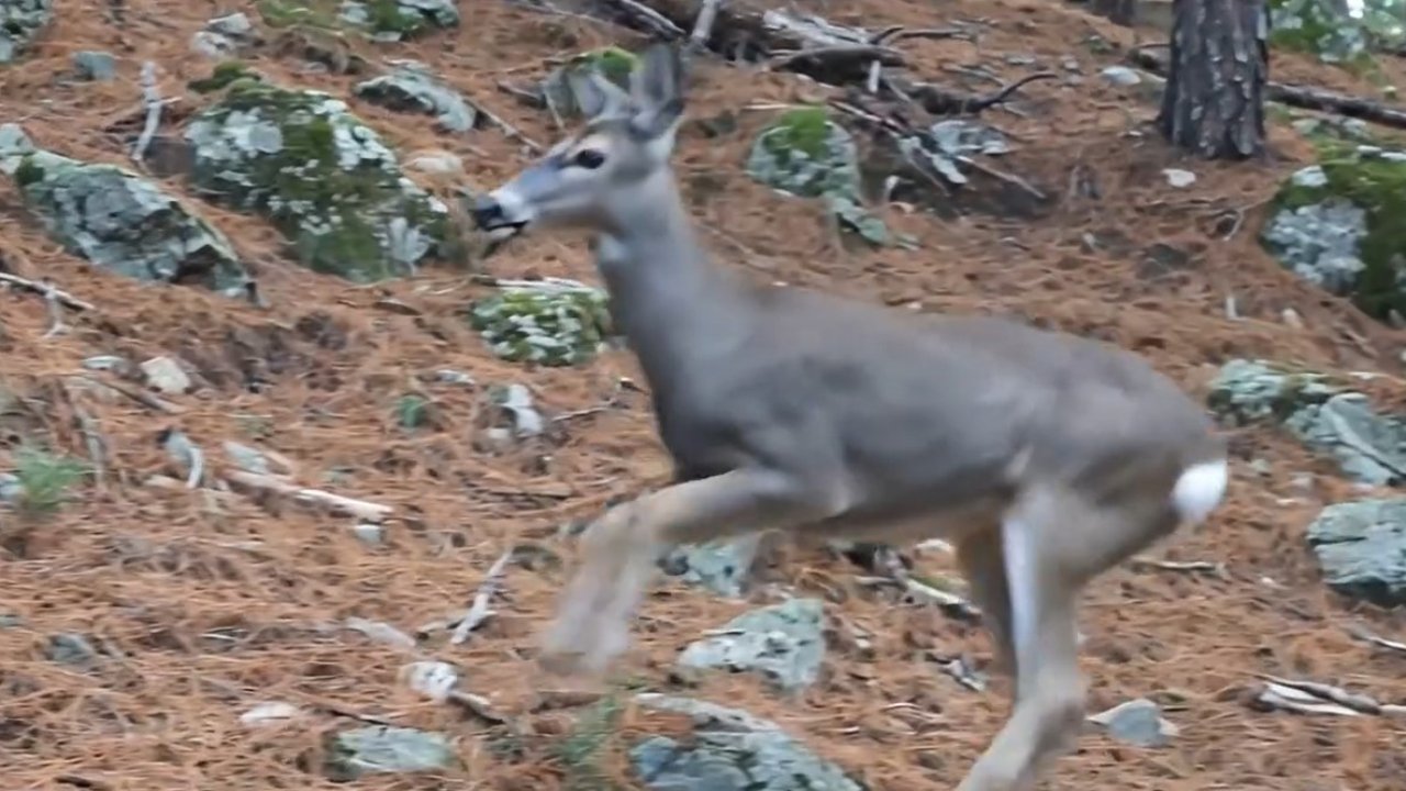 Ormanda dolaşan karaca fotokapanla görüntülendi