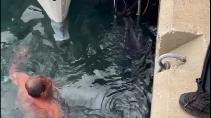 Soğuk havaya aldırış etmeden denize girip kıyıya vuran orkinosu çıkardı