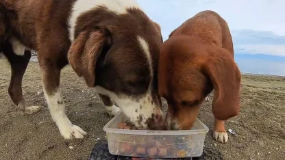 Sokak hayvanlarına, ‘oyuncak arabalı’ mama servisi