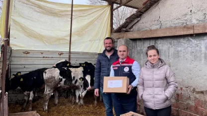 Tekirdağ'da besici çiftin üçüz buzağı sevinci