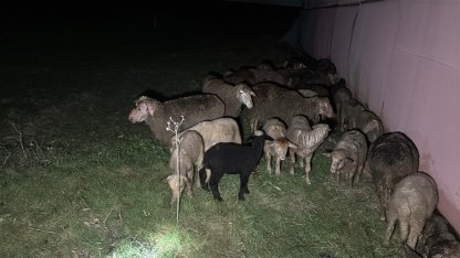 Tekirdağ'da çiftlik yangınında, 60 küçükbaş öldü