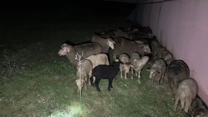 Tekirdağ'da çiftlik yangınında, 60 küçükbaş öldü