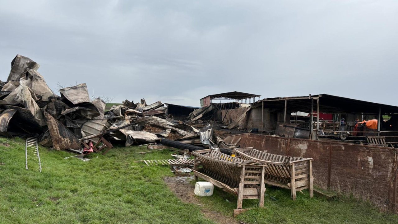 Tekirdağ'da çiftlik yangınında ölen küçükbaş sayısı 230'a yükseldi