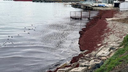 Tekirdağ'da deniz kıyıları kırmızı renge büründü