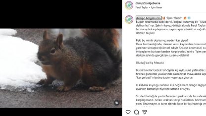Uludağ'da kar ile susuzluğunu gideren sincap kamerada / Ek fotoğraf