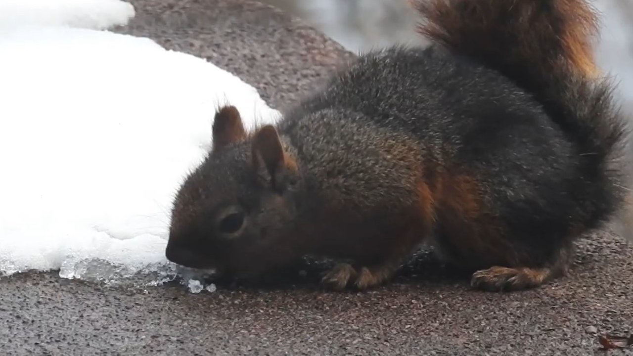 Uludağ'da kar ile susuzluğunu gideren sincap kamerada