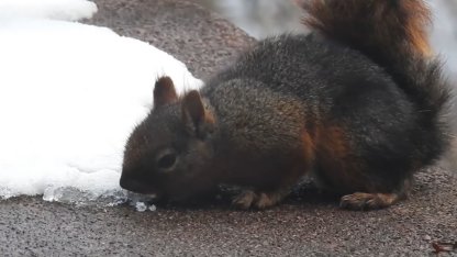 Uludağ'da kar ile susuzluğunu gideren sincap kamerada