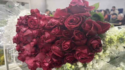 Yalova'da çiçek mezadında '14 Şubat' yoğunluğu