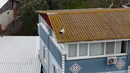 Yaren leyleğin 20 gün erken gelen eşi Nazlı dron kamerasında