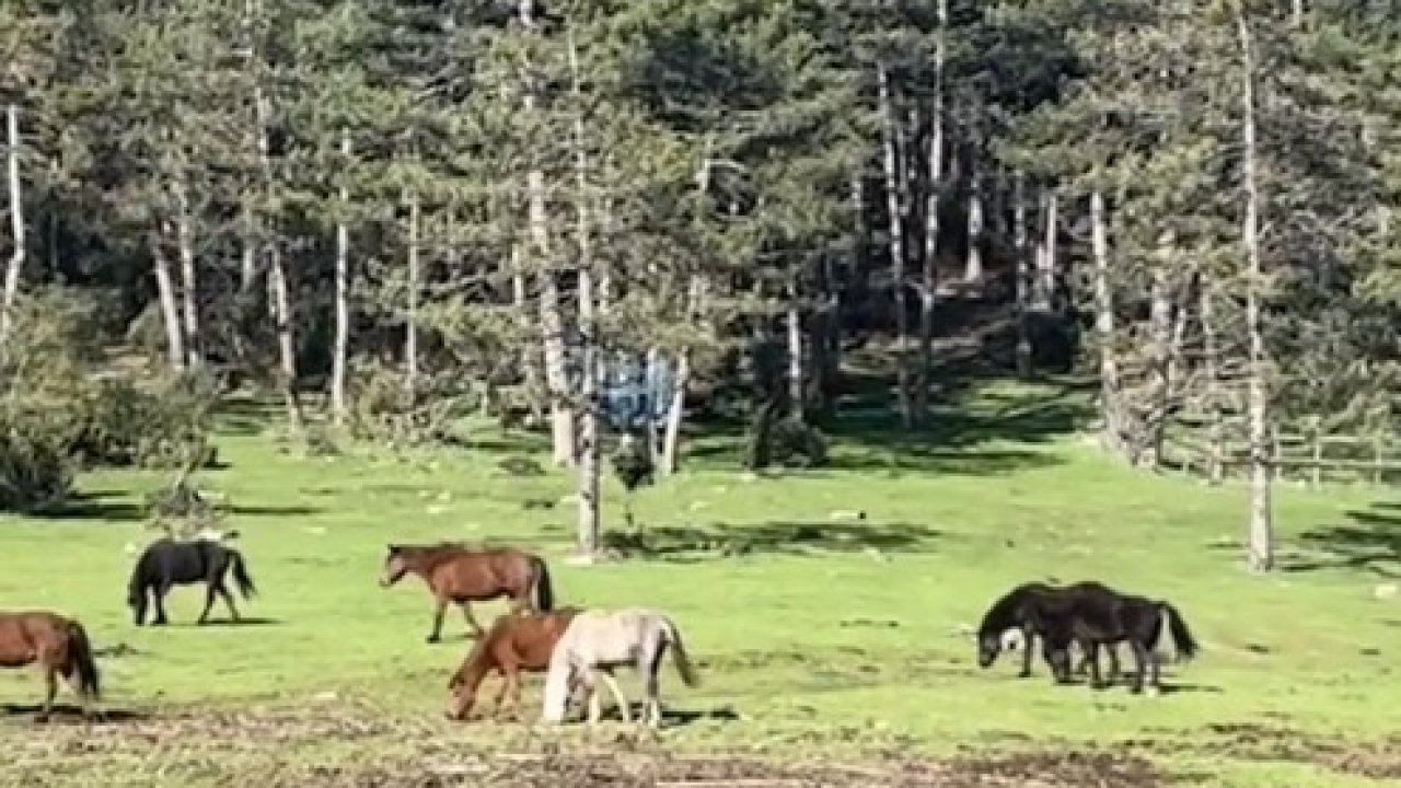 Yaylada gezen yılkı atları görüntülendi